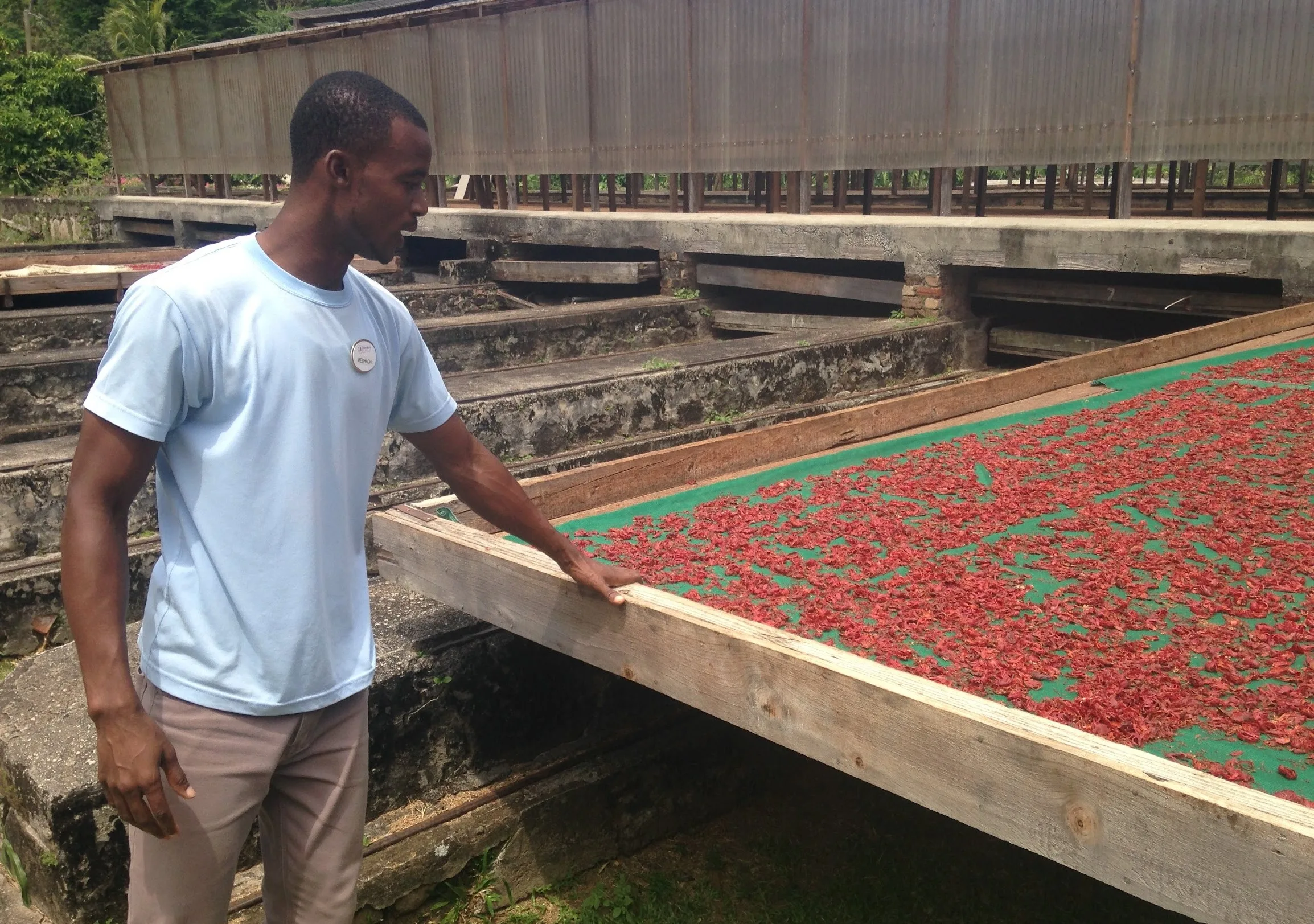 Credit Nicole Leotaud - MSME, cocoa, Grenada Jun22 web