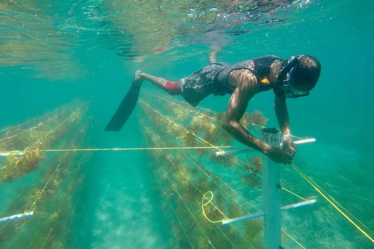 Mayreau vertical seamoss farm 1 credit SusGren Oct20 web